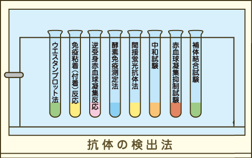 抗体の検出法